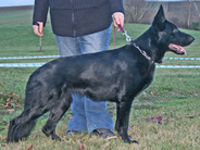 Amy vom Alten Wingertshaus