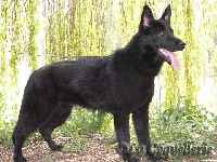Bonnie du val d auzon