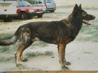 Cheyenne des orckis de l adret