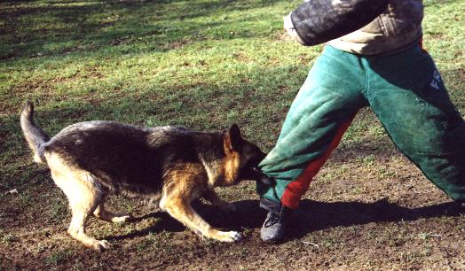 Fuxie du val des Hurles vent