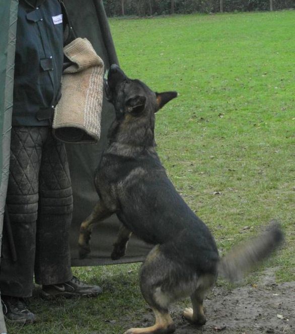 Taro  von Burg Tiersperg