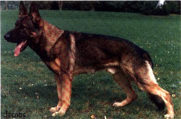 Timmy von der Bosen Nachbarschaft
