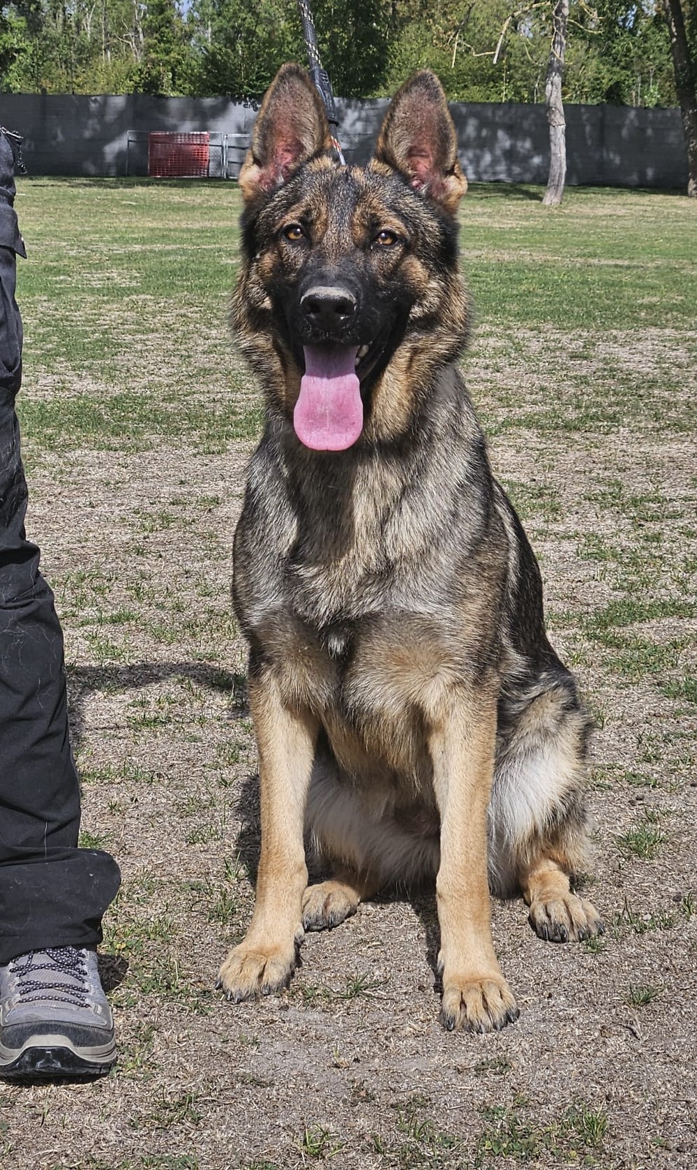 Arya du val des Hurles vent